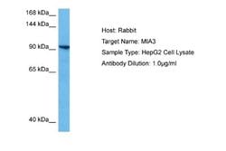MIA3 Rabbit anti-Human, Polyclonal, Novus Biologicals 0.1ml; Unconjugated:Antibodies,